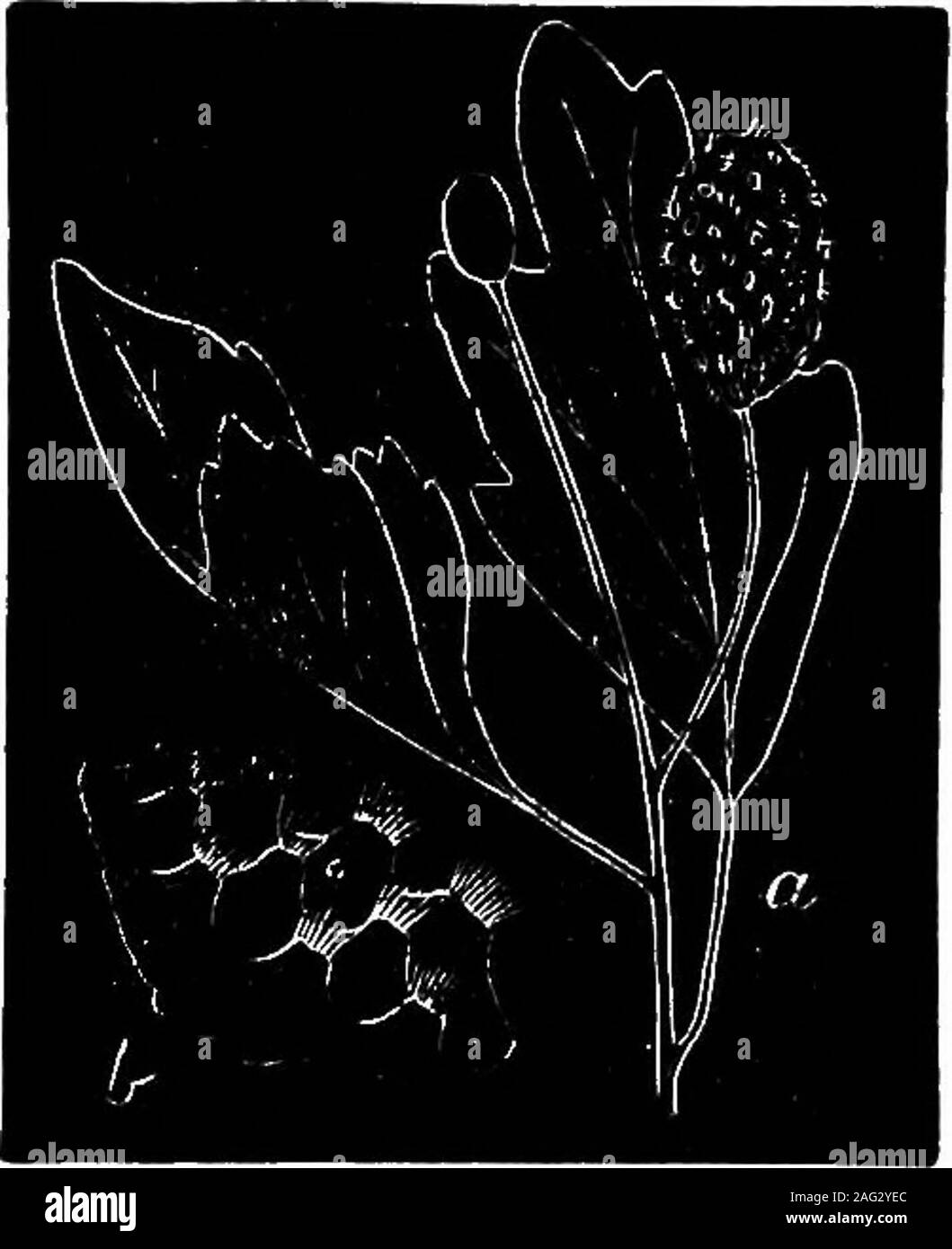 . [Scientific lectures]. 48. species of Rastelia, The R. Icuerata is seen in Fig. 28, a, natural size, living on the leavesand fruit of the hawthorn ; b, aportion magnified. The sporesare also of a light orange color,but the plant, by comparison, oreven by comparison of the cuts,may be seen to widely differ inits appearance. The fir andpine also suffer, as they areoften attacked by the Perider-minum, which changes the foli-age, and spoils the effect of theirbranches, rendering them un-Fg- 28. sightly. Unfortunately but little is known of this fungus, but it is well worthy of attention from tho Stock Photo