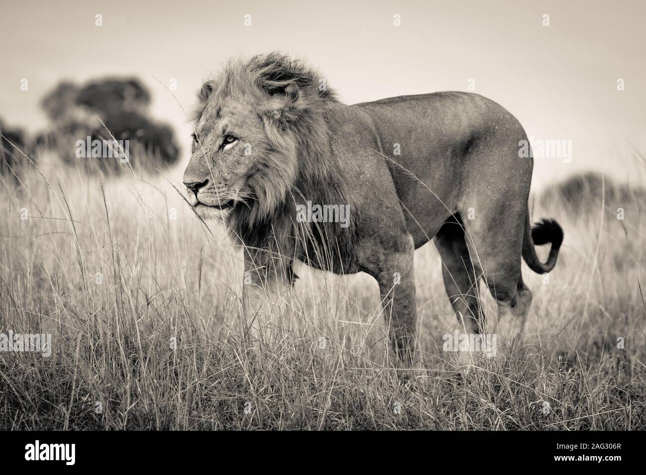 Beautiful shot of a lion standing in the dry grassy field with a blurred background Stock Photo - Alamy Beautiful shot of a lion standing in the dry grassy field with a blurred background Stock Photo - Alamy