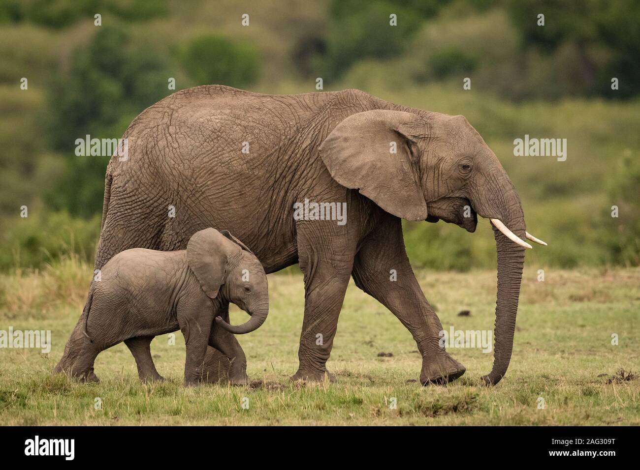 Closeup Shot Of A Baby Elephant Walking Near Its Mother With A Blurred Background Stock Photo Alamy