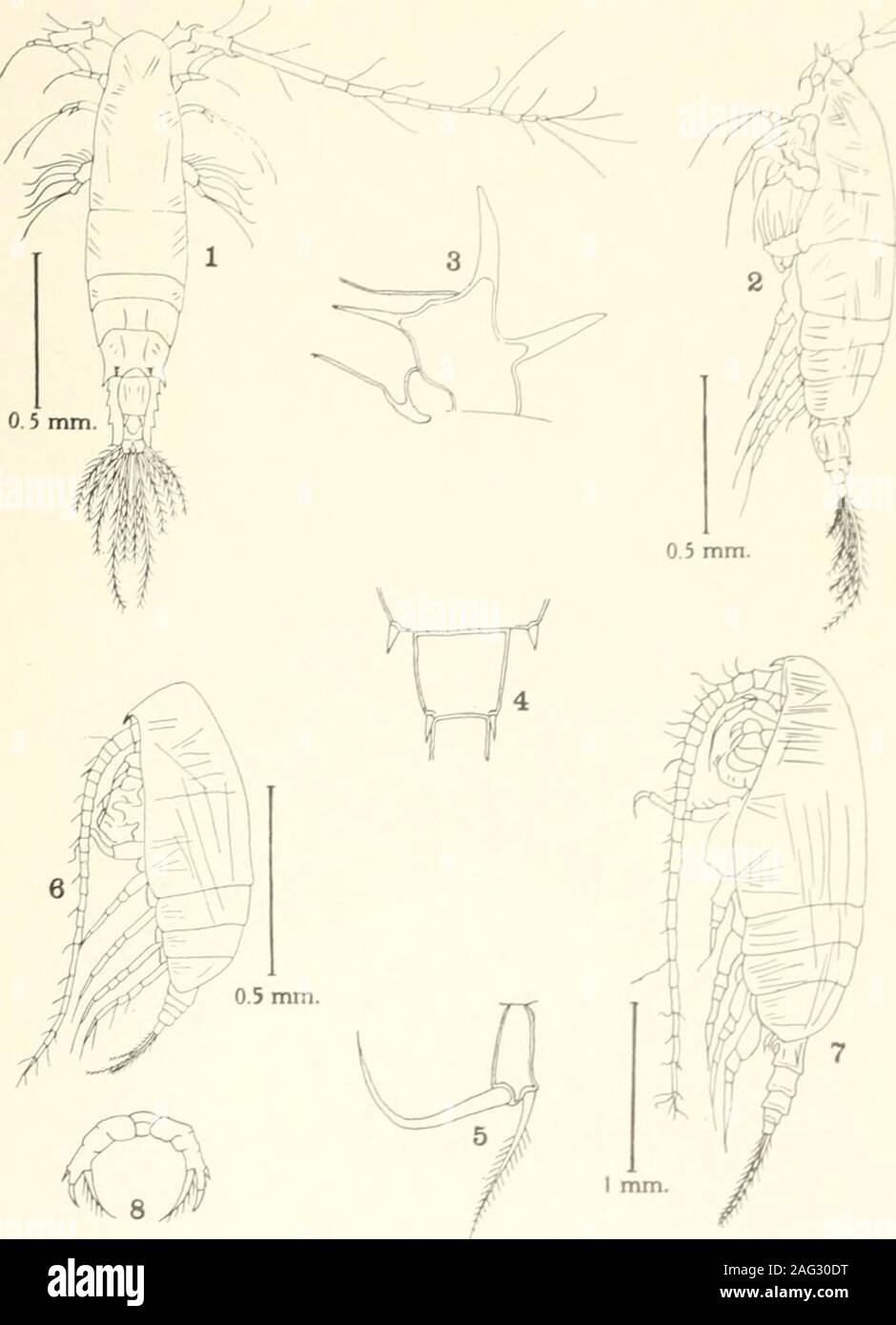 . Bulletin - United States National Museum. s.With, Carl. 1915. Copepoda I. Calanoida Amphascandria. Danish Ingolf-Expedition, vol. 3, pt. 4, 260 pp., 422 figs., 1 chart, 8 pis. WOLFENOEN, RICHARD NORRIS. 1904. Notes on the Copepoda of the North Atlantic Sea and the Faroe Channel. Journ. Marine Biol. Assoc. United Kingdom, new ser., vol. 7. No. 1, pp. 110-146, pi. 9.1905a. Notes on the collection of Copepoda. The Fauna and Geography of the Maldive and Laccadive Archipelagoes, vol. 2, suppl. 1, PP 1040, pis. 90-100.1905b.17 Plankton studies, preliminary notes upon new or interesting species. Pt Stock Photo