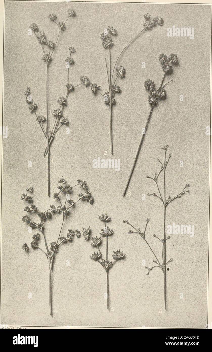 . The plants of southern New Jersey; with especial reference to the flora of the pine barrens and the geographic distribution of the species. Original Phot . Juncus tenuis. 2. J. buffonius. 3. J. gerardi. RUSHES. 4. J. effusus. 5. J. marginatus. 6. J. aristulatus. Xat. size. 7. J. dichotomus. 8. J. setaceus. N. J. Plants. PLATE XXXII.. Original Photo RUSHES. Nat. size. 1. Juncus acuminatus. 2. J. canadensis. 3. J. scirpoides. 4. J. militaris. 5. J. csesariensis. 6. J. pelocarpus. Stock Photo