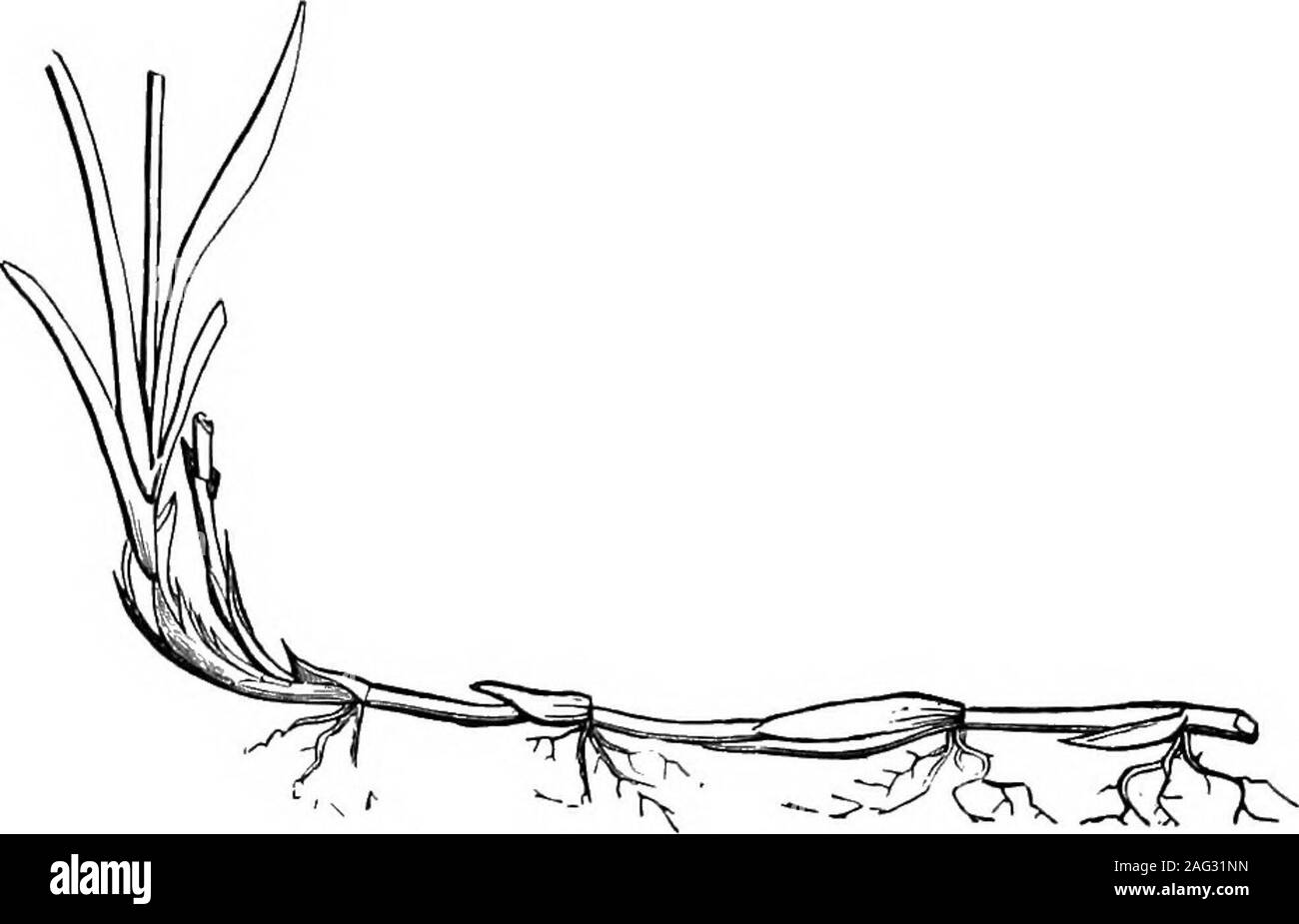 Plant creeper Black and White Stock Photos & Images Alamy