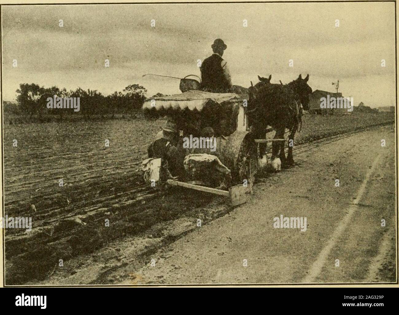 . The story of agriculture in the United States. able for supplyingthe current. Not all the multitude of newly invented machines canbe mentioned in a single chapter. There are cloverhullers, bean separators, and, of especial importance inthe South, real cotton pickers. Plant setting machineshave been in practical use for about twenty years; someof these water the furrow before setting the plants.The potato planter would make the farmer of a genera-tion ago sit up and rub his eyes. It requires that thepotato be supplied, but will do all the rest of its own ini-tiative. It picks the potato up an Stock Photo