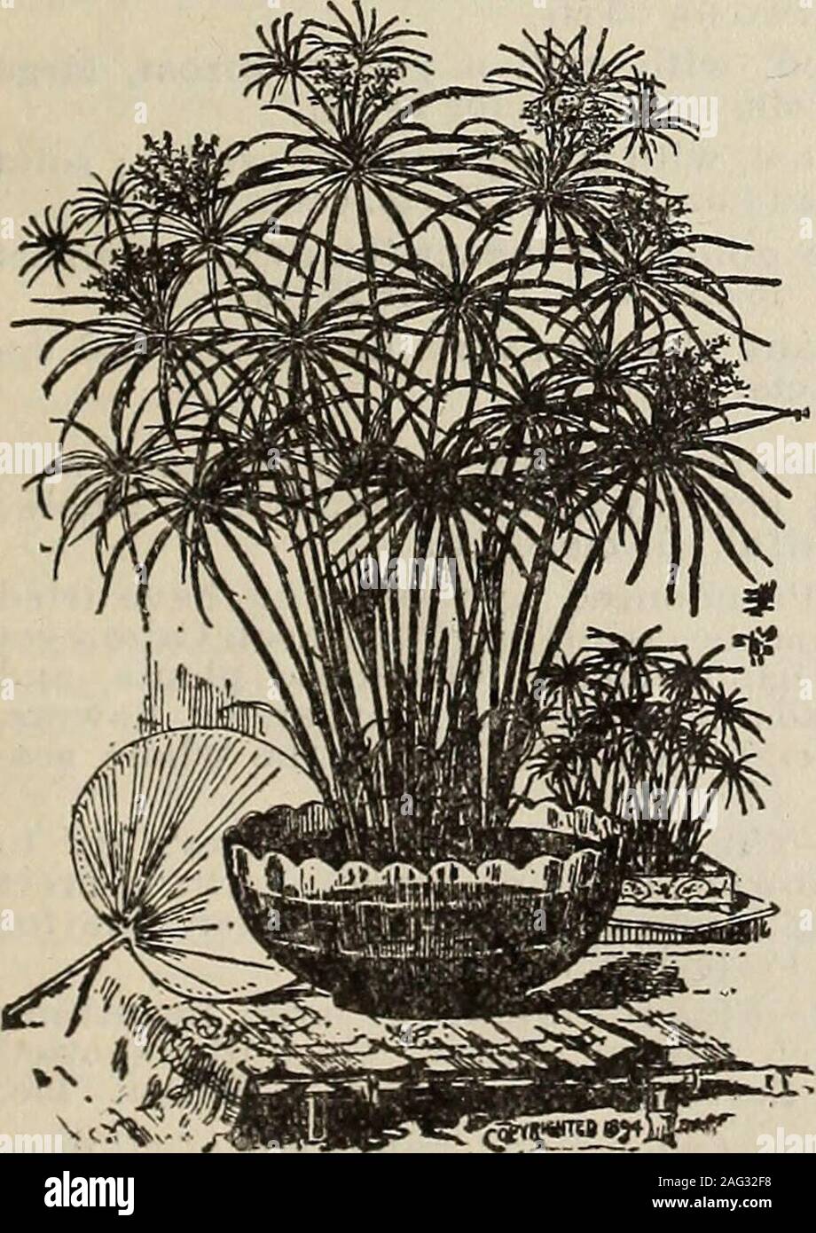 . New floral guide : 1899 plain abridged edition. Ostrich Feather Palrn (Areca Lutescens.) Cocos Weddelliana. One of the grandest and most beautiful palms for house culture now known.The foliage is rich glossy green with bright yellow stems, full of grace andbeauty ; hardy and easily grown ; and grows more beautiful as it grows older and larger. The palms require no special treat-ment. Will all thrive in parlor or living-room. Good, strong plants, 12 in high, 3fronds, 30c each, postpaid. 18-in , 4 fronds, ostrich. Stock Photo