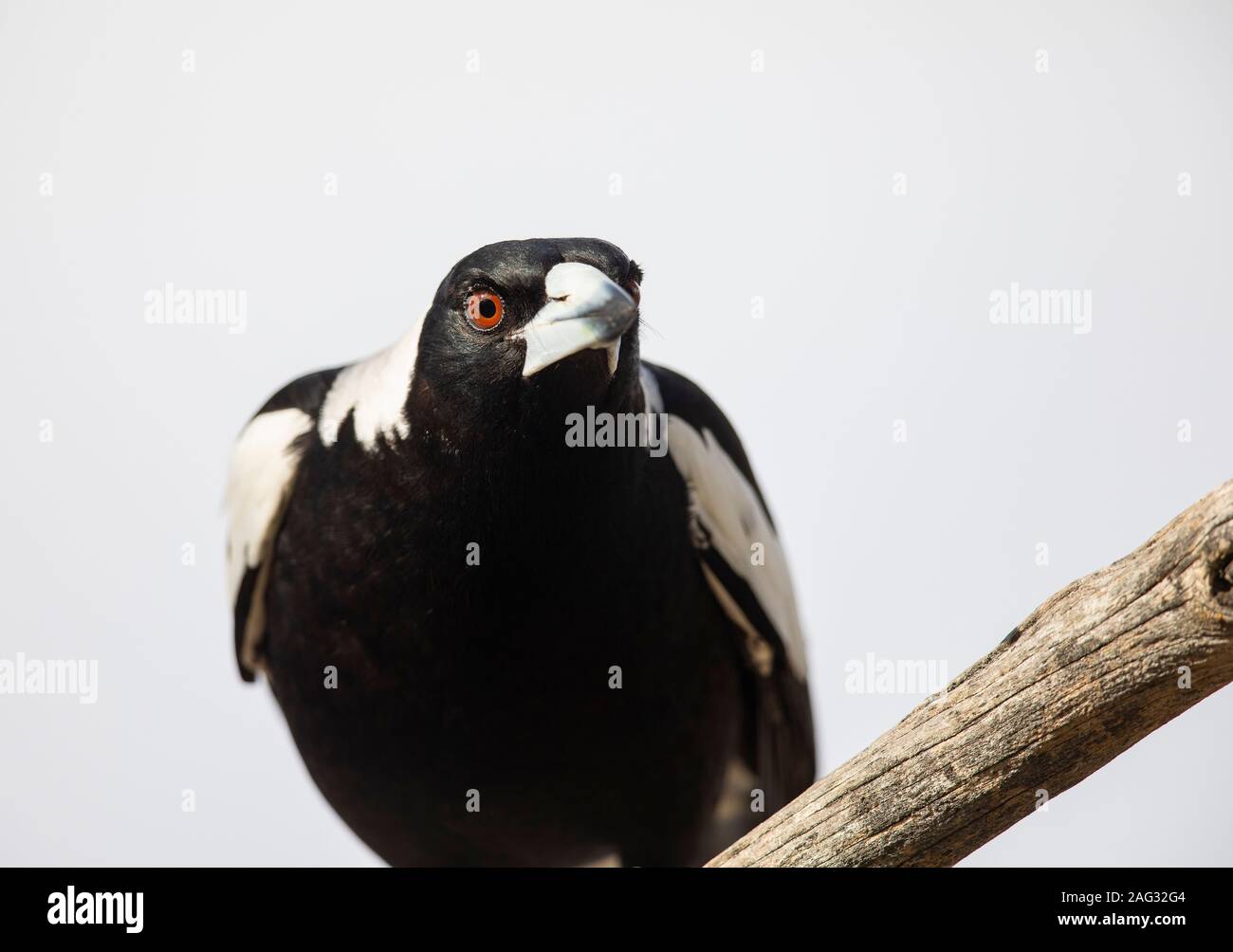 Australian magpie west hi-res stock photography and images - Alamy