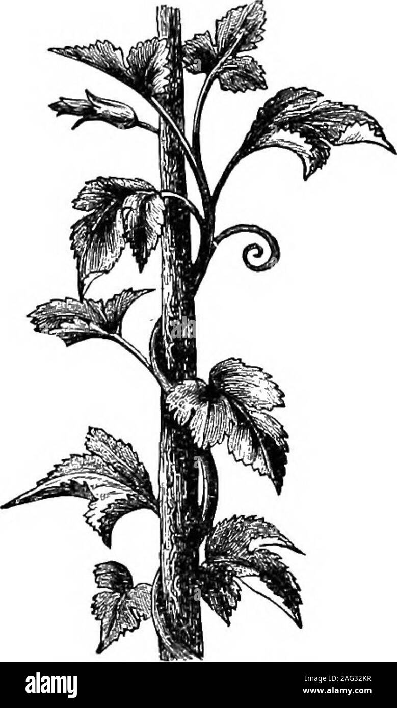 hanging plant ropes Natural Branch Hanging Planter – Knotty Traditions main image 0