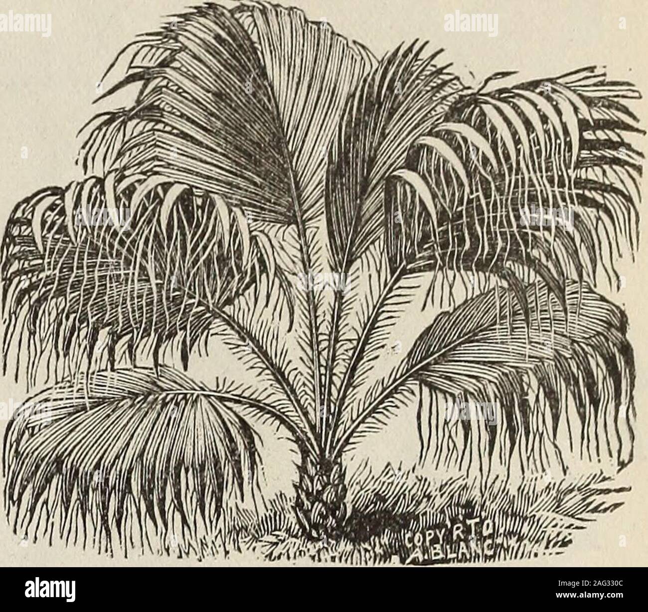 . New floral guide : 1899 plain abridged edition. Ostrich Feather Palrn (Areca Lutescens.) Cocos Weddelliana. One of the grandest and most beautiful palms for house culture now known.The foliage is rich glossy green with bright yellow stems, full of grace andbeauty ; hardy and easily grown ; and grows more beautiful as it grows older and larger. The palms require no special treat-ment. Will all thrive in parlor or living-room. Good, strong plants, 12 in high, 3fronds, 30c each, postpaid. 18-in , 4 fronds, ostrich Stock Photo