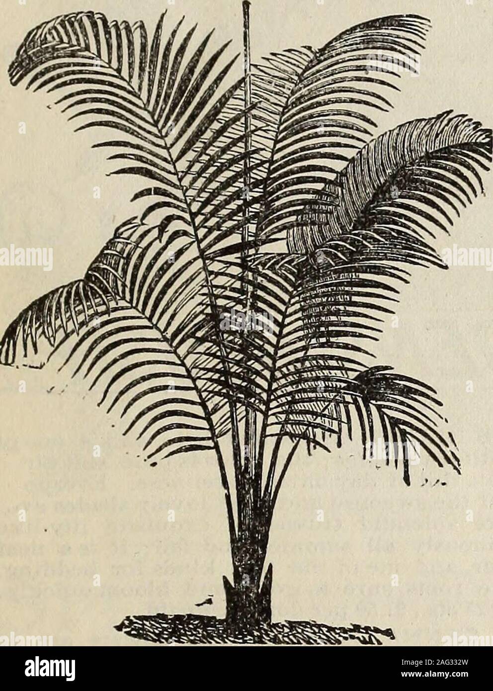. New floral guide : 1899 plain abridged edition. eeu,elegantly fringed with white threads; grows easily, needs no petting or coaxing. NOTE.—All our palms arc good, sturdy plants, suitable for win-dow and table decorations; they are handsome now and will growmore beautiful for years. Good plants, J 2 inches and over, 4 to 5fronds, J 5, 20 and 25 cts. each, postpaid. Extra size, 18 incheshigh, with character leaves, 50 cts. each, by express. COCOS WEDDELLIANA^ This is one of themost elegant and grace-ful of all the smallerpalms ; its slender, erectstem is freely furnishedwith its graceful archi Stock Photo
