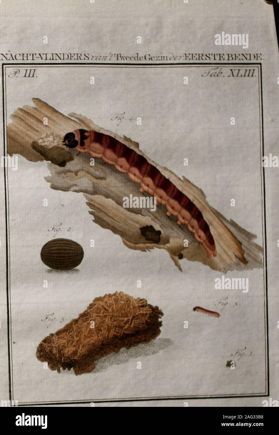 . Beschouwing der wonderen Gods : in de mintsgeachte schepzelen of nederlandsche insecten ... naar 't leven naauwkeurig getekent, in 't koper gebracht wn gekleurd. erfcheid zich van datder ouden, doordien hetzelve veel fynder en dunder is, daar diedaarentegen meestentyds uitwendig vermengd is, met het afknaagfelof met fyne flukjes van het Hout. Wanneer eindelyk deeze Rupfen haaren laatften trap van grootte-bereikt hebben, vervaardigen zy zich ieder een Spinfel, in he:zy tot Pop veranderen, waaruit de Vlinder te voorfchyn komt, metdit onderfcheid, dat de Rupfen die in Poppen veranderen, peduu-r Stock Photo