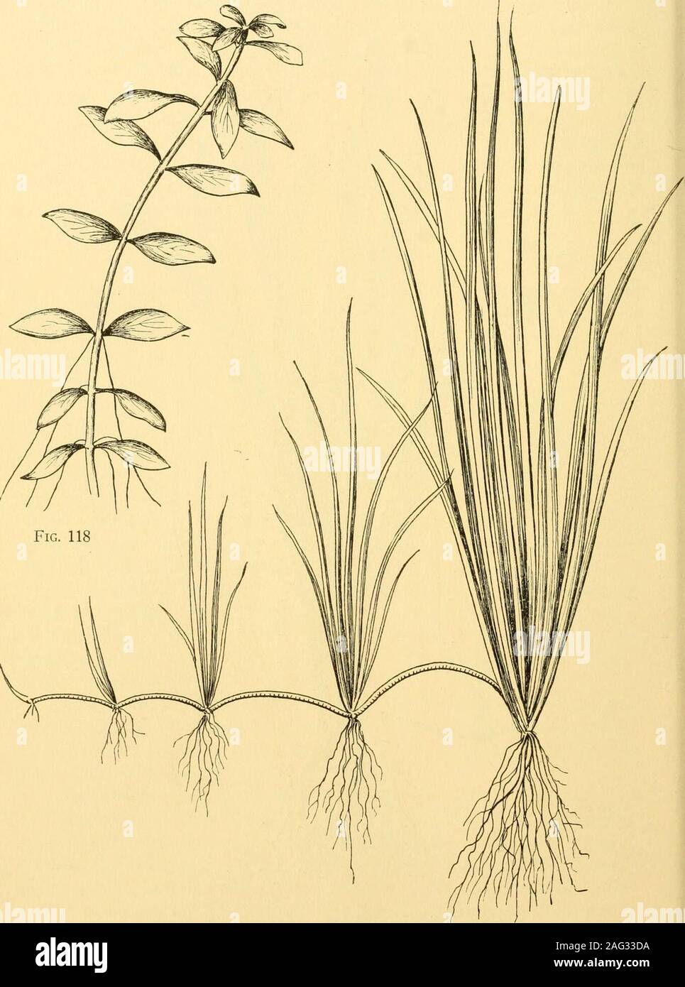 . Goldfish varieties and tropical aquarium fishes; a complete guide to aquaria and related subjects. Fig. 116. Giant Sagittaria (Reduced one-half) 168 GOLDFISH VARIETIES AND. Fig. 117. Sagittaria subulata [Piisilla] (h^atural sice)Fig. 118. Wild Ludwigia (L. glandiilosa) TROriCAL AQUAIULM FISHES 169 Stock Photo