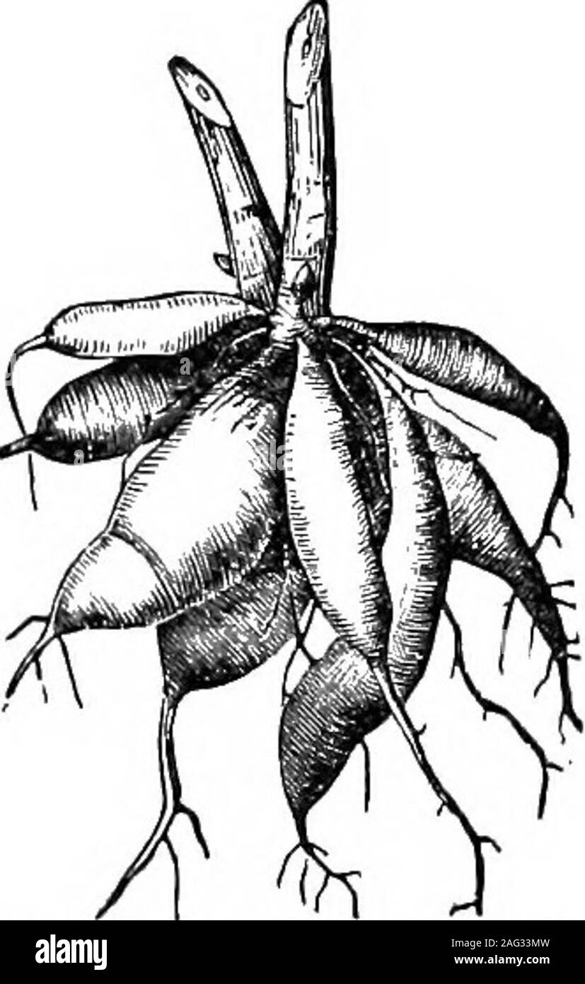 . Natural history object lessons : a manual for teachers. Fig 13.—Tap Root of Turnip and Carrot.. PLANTS AND THBIE PEODUCTS. 27 first season these plants prepare a store of food, wMch is tobe expended the next season in producing flowers andseeds. The plant-food is usually stored up in the root, aswe have shown; but it is also sometimes found in the shortstalk and leaves, as in the cabbage. Perennial herbs usually Stock Photo