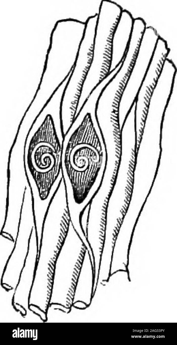 . [Scientific lectures]. ities, developed some little time after the larvae have reached theirdestination, as hundreds of specimens have been seen to coexistentirely free from cji-sts. Fig. 12 shows the Trichina when thus incystedin the muscles, (magnified). The number found in any one subject varies, butLeuckart estimated that one ounce of cat flesh whichhe observed must have harbored more than 300,000parasites. Even if we assume that the forty-fivepounds of muscle which an ordinarily healthy manpossesses were infested with only 50,000 Trichinaeto the ounce, they would still contain more than Stock Photo