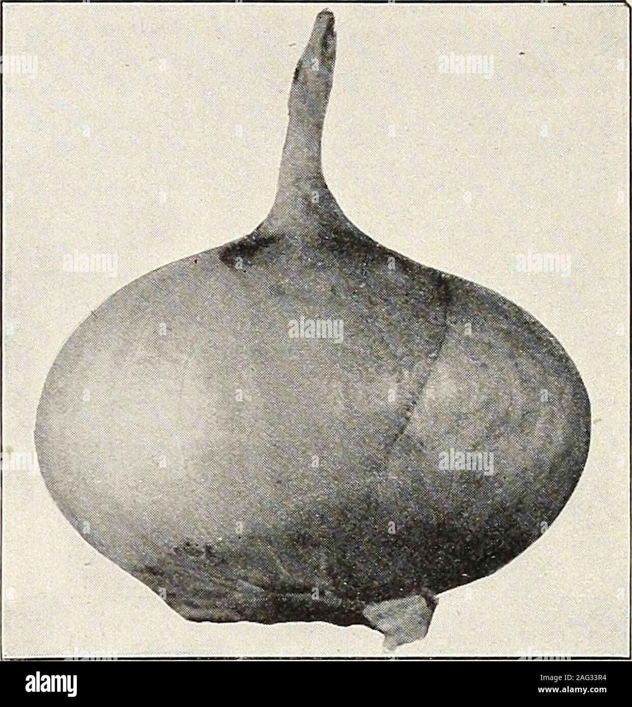 . Seed annual 1913. seed is sown out of doors inspring in the usual manner and plants thinned about two inches apart they will produce bulbs one to two inches in diameter.It these bulbs are set out the following spring, or if plants are grown under glass in ?^^^nter and set out in the spring, they?nill produce large onions. This variety and Queen are the ones most generally used in this country for producing the smallpickling bulbs. For this purpose if the seed has been sown eight to ten seeds to the inch of drill, no thinning will be required.Growers usually plant the seed thickly in drills f Stock Photo