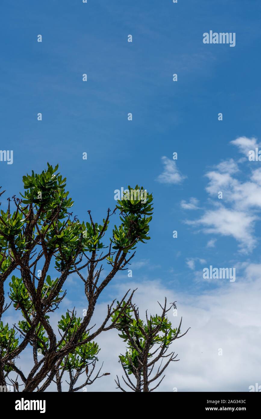 Green leaves blue sky hi-res stock photography and images - Alamy