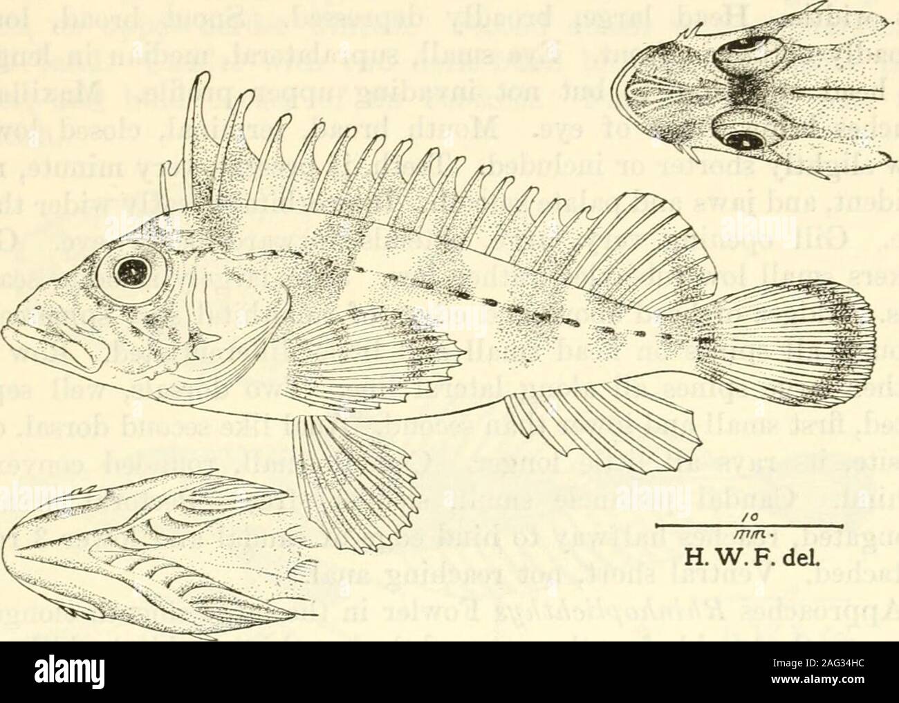 . Bulletin - United States National Museum. m bands in jaws, upperband little broader; broad bands of villiform teeth on vomer andpalatines; bony interorbital width % of eye or 8% in head as measuredfrom snout tip; preorbital with 2 spines, both directed backward andupper much longer; 4 spines along hind edge of preopercle, upper-most largest. Gill opening large, deeply cleft and extends forwardopposite middle of eye. Gill rakers 3 + 6, rather robust, tuberculiform,barely half long as gill filaments which are 2% in eye. KEW PHILIPPINE FISHES—FOWLER 71 No scales. Skin smooth, entire, without an Stock Photo