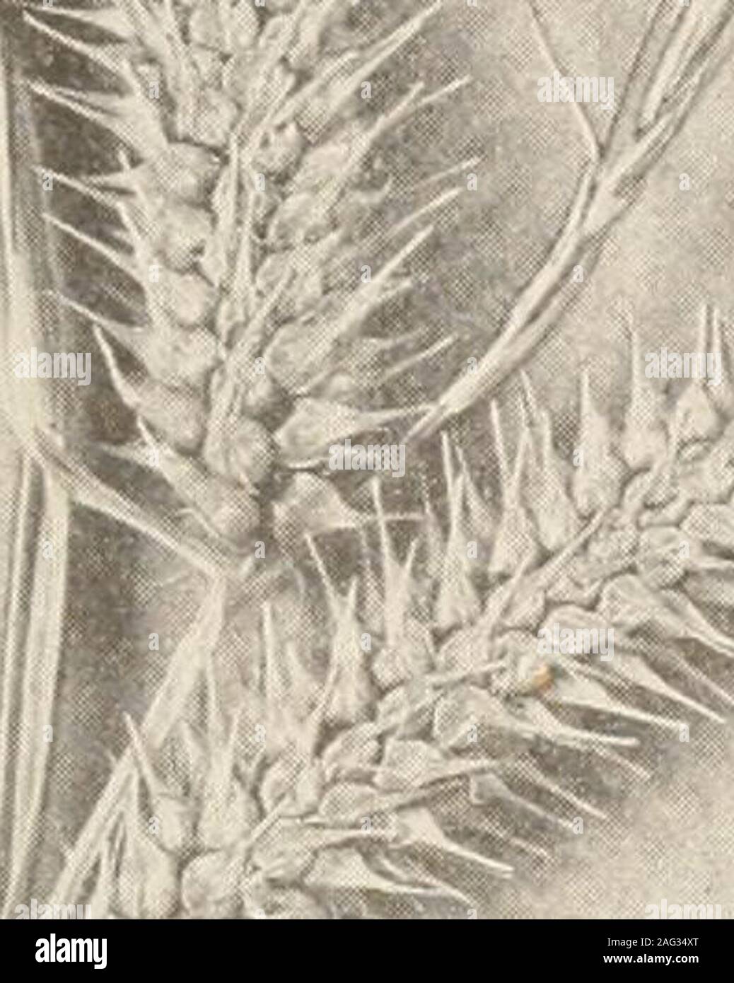 . The plants of southern New Jersey; with especial reference to the flora of the pine barrens and the geographic distribution of the species. Original Photo. N^t si^g  SEDGES. 1. Carex lupulina. 4. C. folliculata. 2. C. bullata. 5. C. intumescens. 3. C. collinsii. N. J. Plants, PLATE XXIII.. Stock Photo