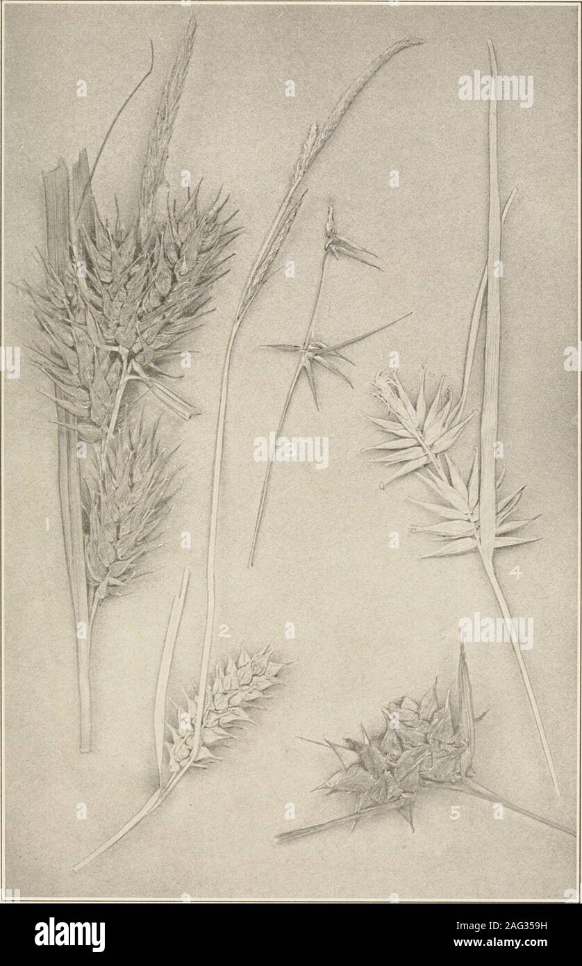 . The plants of southern New Jersey; with especial reference to the flora of the pine barrens and the geographic distribution of the species. Original Photo. Carex stipata.C. vulpinoidea.C. muhlenbergii.C. cephalophora. SEDGES. 5. C. canescens disjuncta. 6. C. crinita. 7. Scirpus robustus. 8. S. fluviatilis (portion only). Nat. size. N. J. Plants. PLATE XXII.. Original Photo. N^t si^g  SEDGES. 1. Carex lupulina. 4. C. folliculata. 2. C. bullata. 5. C. intumescens. 3. C. collinsii. N. J. Plants, PLATE XXIII. Stock Photo