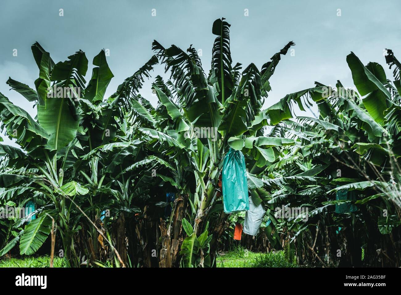 Field of green Ensete plants growing close to each other under the clear sky Stock Photo