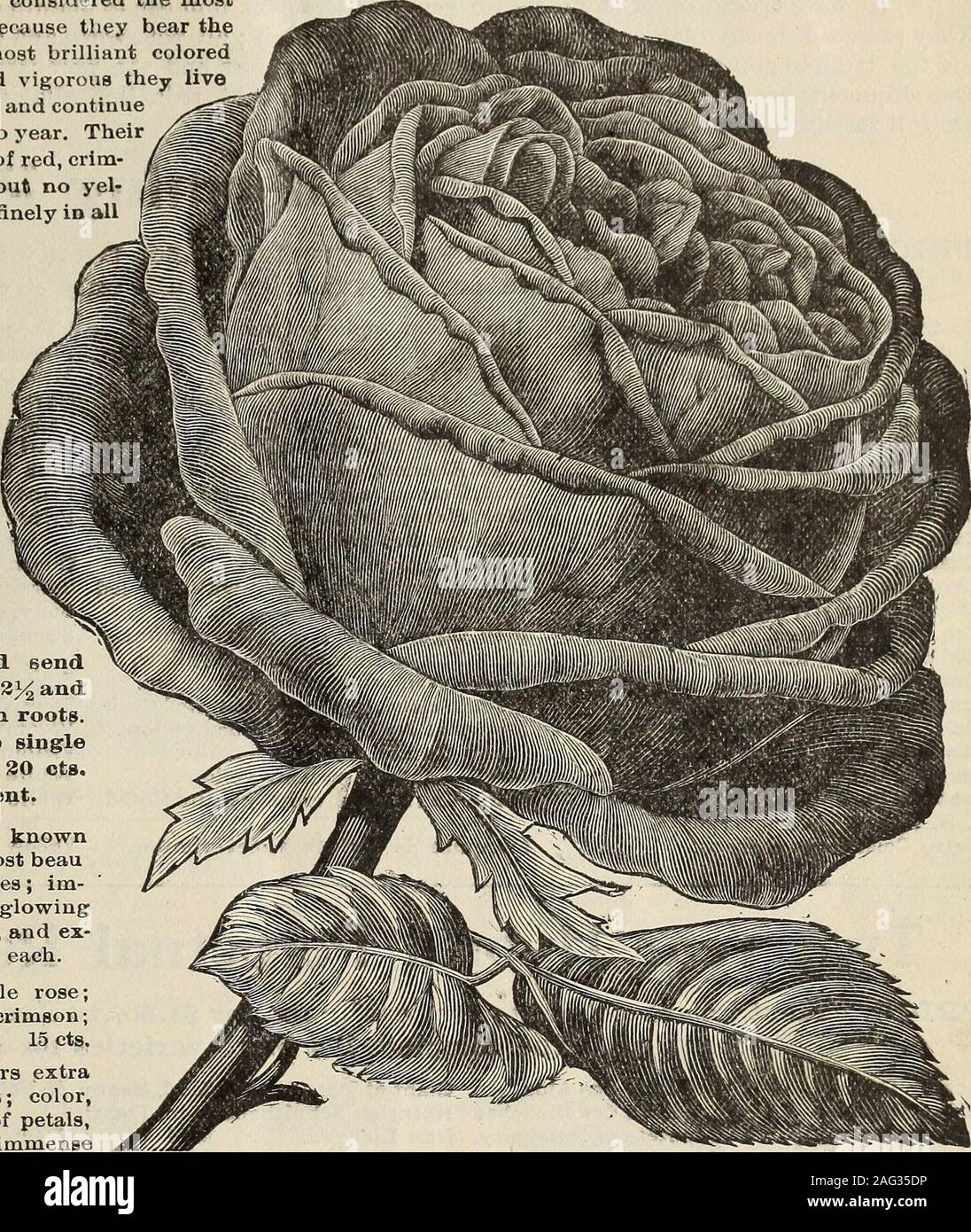 New floral guide : 1899 plain abridged edition. MEREU—Large full flowers;  color, pure white; a good grower and free bloomer. 15 cts.CAROLINE DE  SANSEL—Clear bright rose, passing to rosy lilac, edged