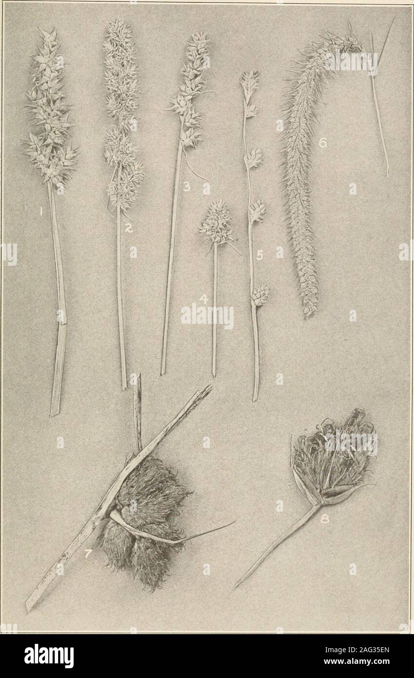 . The plants of southern New Jersey; with especial reference to the flora of the pine barrens and the geographic distribution of the species. Original Iliot  SEDGES. Xat. I. Scirpus validus,minalis; 7. S. americanus b. planifohus; 3. S. nanus: 4. S. dcbilis; 5. S. torreyanus; 6. S. subter-. 8. S. olneyi: 9. S. atrovirens (portion onlv); 10. S. lineatus (portion only); b. longn (portion only); 12. S. erKvihorinn (portion only); 13. S. cyperinus (portion only). N. J. Plants. PLATE XXI.. Original Photo. Carex stipata.C. vulpinoidea.C. muhlenbergii.C. cephalophora. SEDGES. 5. C. canescens disjunct Stock Photo