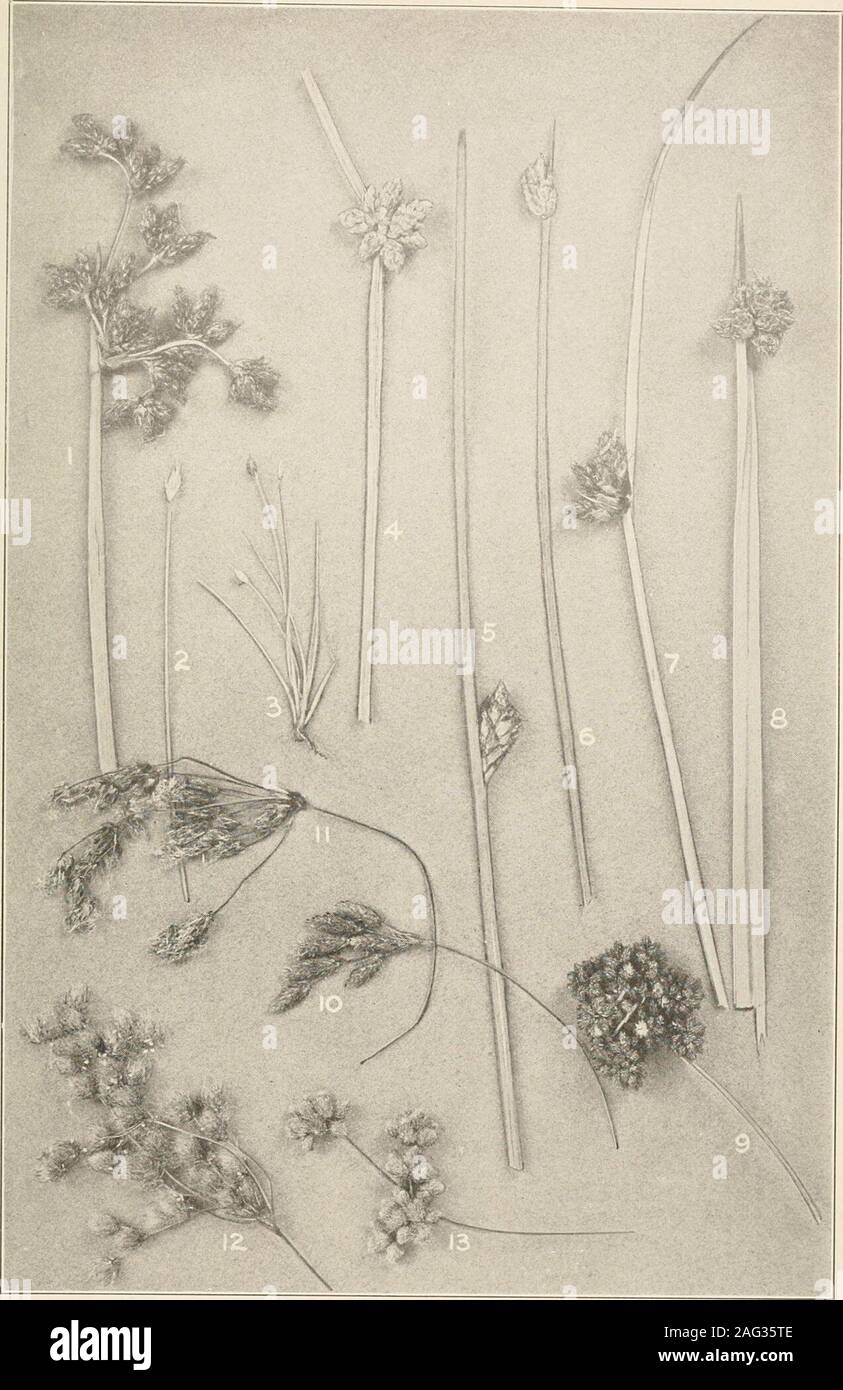 . The plants of southern New Jersey; with especial reference to the flora of the pine barrens and the geographic distribution of the species. Original Ili^.t... X. COTTON-GRASS, NUT-RUSHES, ETC.1. Eriophorum virgihicum. 4. Fuirena hispida. 7. S. ret. torreyana. Eriophorum tenellum. 2. Cladium mariscoides. 3. Scleria verticillata. 6. Scleria triglomerata. N. J. Plants. PLATE XX.. Original Iliot  SEDGES. Xat. I. Scirpus validus,minalis; 7. S. americanus b. planifohus; 3. S. nanus: 4. S. dcbilis; 5. S. torreyanus; 6. S. subter-. 8. S. olneyi: 9. S. atrovirens (portion onlv); 10. S. lineatus (port Stock Photo