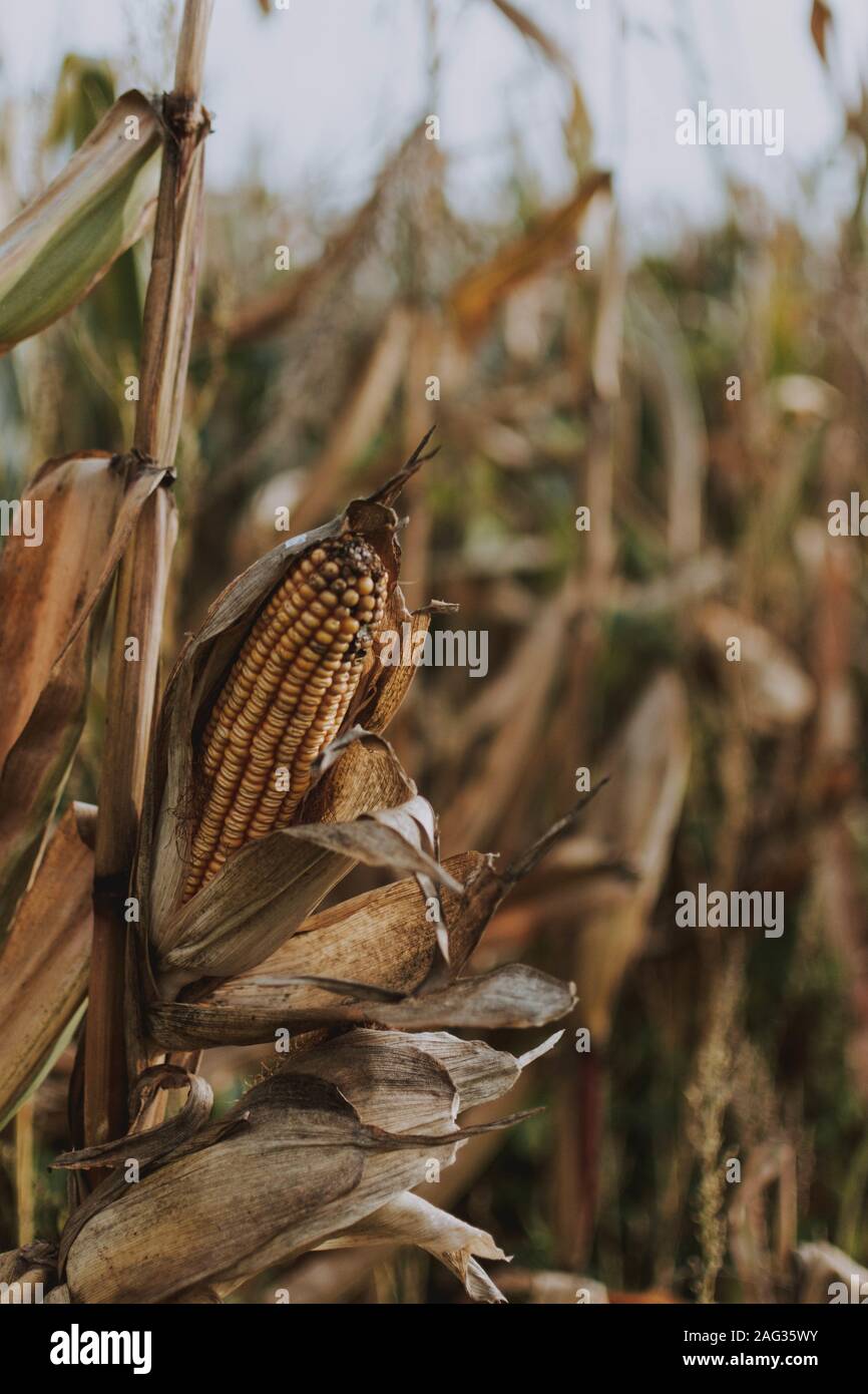 Selective focus vertical shot hi-res stock photography and images - Alamy