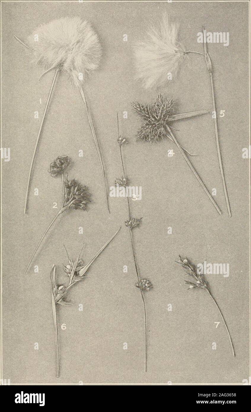 . The plants of southern New Jersey; with especial reference to the flora of the pine barrens and the geographic distribution of the species. Original Photo. at. BEAKED-RUSHES.1. Rynchospora macrostachya (part of inflorescence) ; 2. R. knieskernji;3. R. cymosa; 4. R. rariflora; 5. R. torreyana; 6. R. fusca; 7. R. glom-erata; 8. R. axillaris; 9. R. oligantha; 10. R. pallida and R. alba. N. J. Plants. PLATE XIX.. Original Ili^.t... X. COTTON-GRASS, NUT-RUSHES, ETC.1. Eriophorum virgihicum. 4. Fuirena hispida. 7. S. ret. torreyana. Eriophorum tenellum. 2. Cladium mariscoides. 3. Scleria verticil Stock Photo