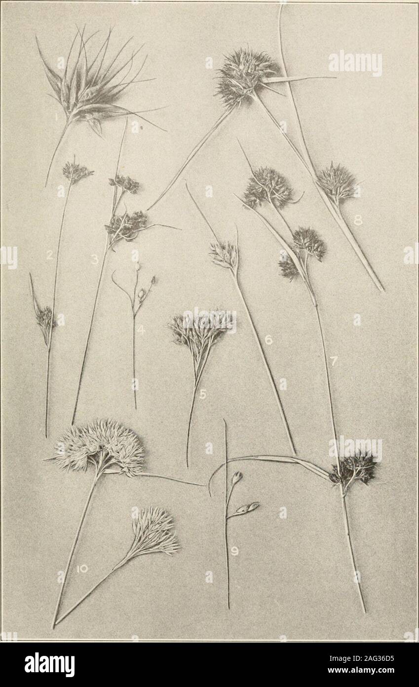 . The plants of southern New Jersey; with especial reference to the flora of the pine barrens and the geographic distribution of the species. -?^tyeir A ^^^^ fjy. # i { ^ if ! / V Original Ihoto. SEDGES AND SPIKE-RUSHES. Nat. size. I. Fimbristylis castaneus; 2. F. autumnalis; 3. Stenopliylis capillacea; 4. Dulichiuni arundinaceum;5. Eleocharis interstincta; 6. E. quadrangulata; 7. E. robbinsii; 8. E. tuberculosa; 9. E. melanocarpa;10. E. trichostata; 11. E. glaucescens; 12. E. rostellata; 13. E. tortilis; 14. E. ocreata; 15. E. acicu-laris; 16. E- torreyana; 17. E- obtusa; 18. E. tenuis. N. J Stock Photo