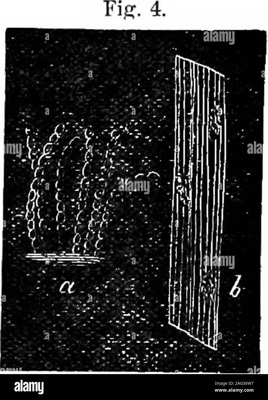 . [Scientific lectures]. of conida of the OidiumMonilioides; 6, portion of grass leaf with samespecies of blight, the spores being the self-same beads and egg-shaped bodies, whencethe generic name, but careful observationwill show us that this ig not its perfect con-dition; and when later in autumn thesethreads become more compact, and are sur-mounted on their horizontal surfaces byshining black capsules, or perithecia, each ofwhich is filled with elegant eUiptical andelongated cells, and each in turn contain-ing several spores, we shall find in Erisypliethat we have arrived at the conclusion Stock Photo