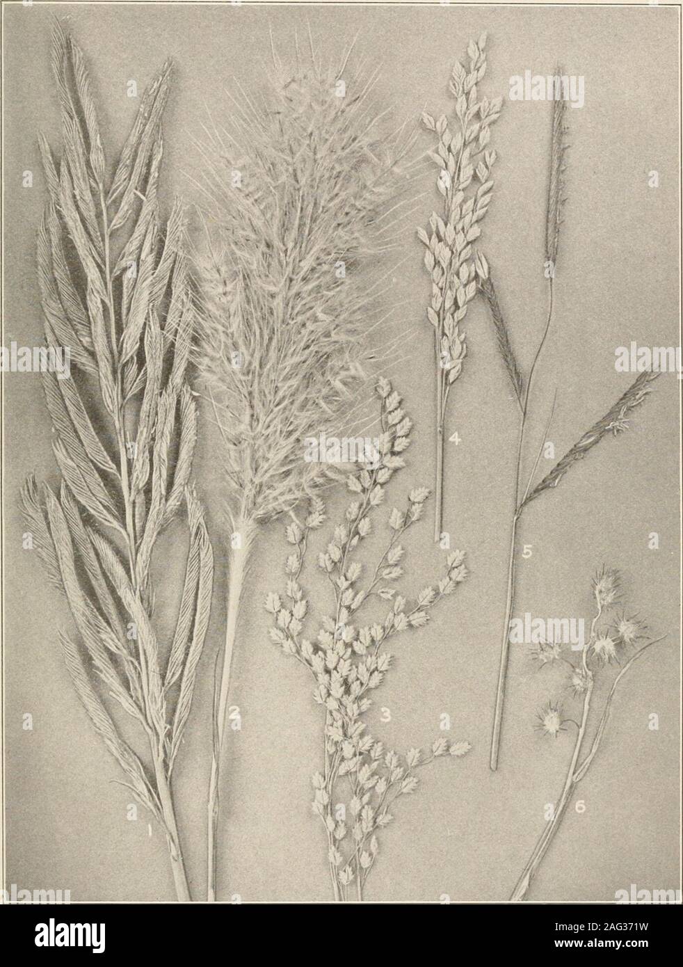 . The plants of southern New Jersey; with especial reference to the flora of the pine barrens and the geographic distribution of the species. (Jriuiual Iliod Nat. size. GRASSES. 1. Festuca octoflora. 4. S. clandestinus. 2. F. elatior. 5. Sphenopholis pallens. 3. Sporobolus vaginaeflorus. 6. Uniola laxa. N. J. Plants. PLATE XV.. Original Photo. GRASSES. 1. Spartina cynosuroides. 4. P. obtusa. 2. Erianthus saccharoides. 5. Spartina patens. 3. Panicularia canadensis. 6. Cenchrus carolinensis. X.6. N. J. Plants. PLATE XVI. Stock Photo