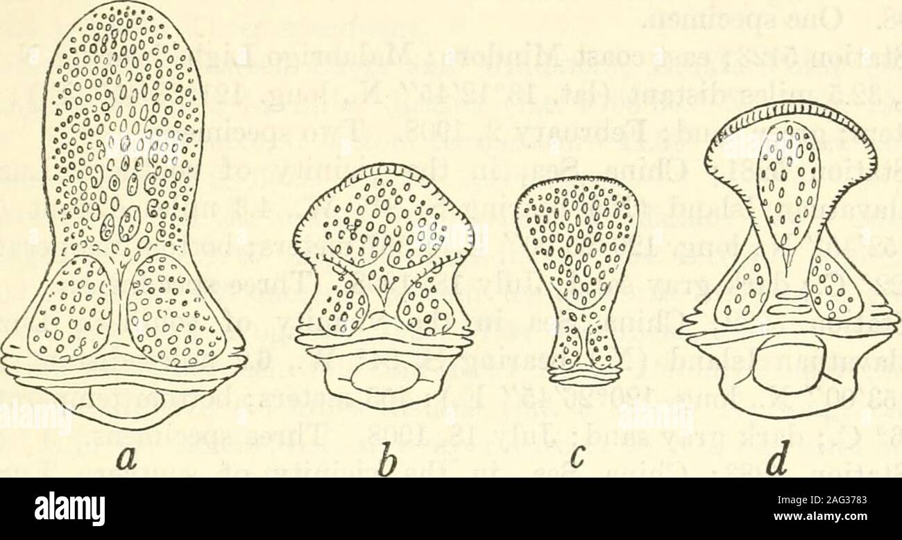 . Bulletin - United States National Museum. d the same numbers respectively in theinterambulacra, Both specimens have only three plates in a series onthe peristome, The tridentate pedicellariae are characteristic in having a distinctarc under the articular surface (fig. 3, a), a character otherwise knownonly in Sperosoma durum Doderlein. In the smaller specimen there REPORT ON THE ECHINOIDEA MORTENSEN 13 are numerous ophicephalous pedicellariae (fig. 3, d) also resemblingthose of S. durum. In the larger specimen only a single ophicepha-lous pedicellaria was found, which looks rather different Stock Photo