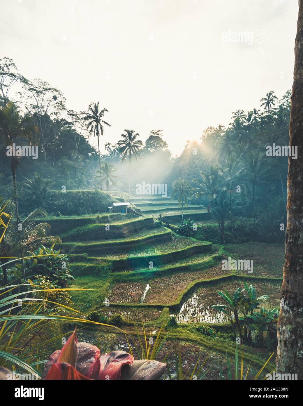 Vertical shot of an artificial garden with palmas and other plants with a white background above Stock Photo