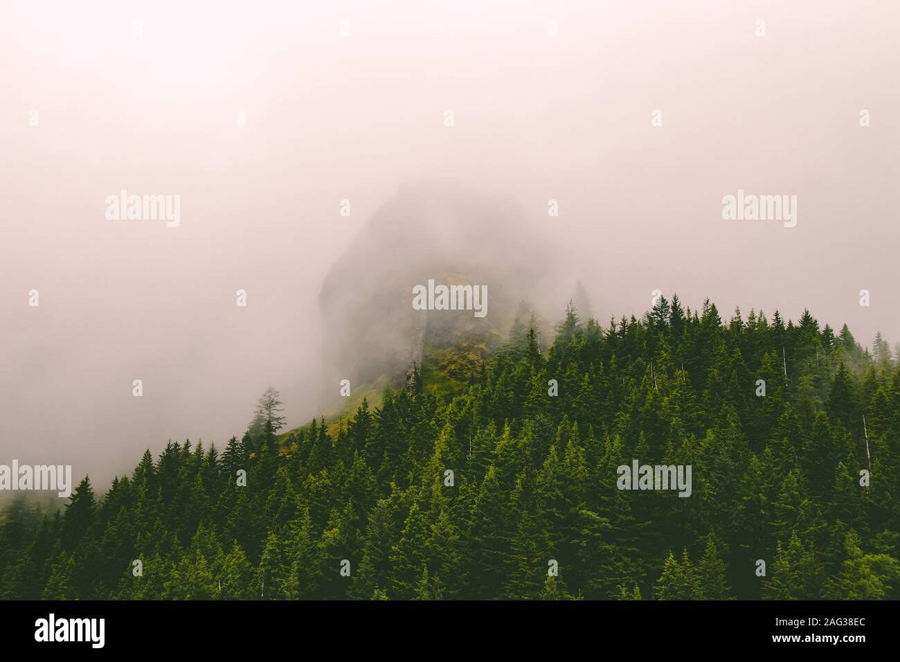 Foggy shot of a green forest with smoke coming out of the trees Stock Photo