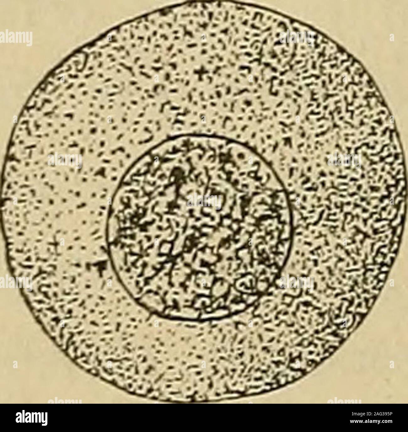 . Lehrbuch der Gewebelehre; mit vorzugsweiser Berücksichtigung des menschlichen Körpers. eschlossen, also kleiner, von der Substanz desZellkörpers scharf abgegrenzt, und heisst der Zellkern (Nucleus). Der Zellkörper besteht typisch aus einer weichen, farblosen,schwach lichtbrechenden Substanz, welche den Namen Protoplasma*) *) Die Bezeichnung Protoplasma wurde zuerst von H. v. MoM für die Sub-stanz der Pflanzenzellen eingeführt, dann durch Remah auf die thierische Zelle 10 Morphologische Eigenschaften der Zellen. — Zellkörper. {Cytoplasma, Kölliker) führt. Benützt man zur Untersuchung desselbe Stock Photo