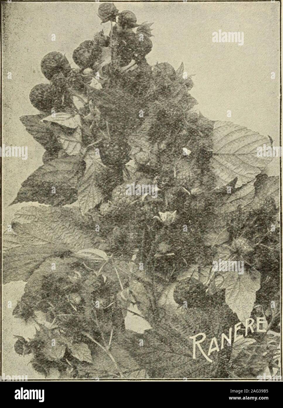 . Johnson's garden & farm manual : 1915. Scandens (Bitter Sweet). A rapid climber; yellow flowers . .Cinnamon Vine. Fragrant white flowers. (Dry Roots) (By mail),Bignonia (TrumpetVine). Grandiflora. Large orange red flowers Bignonia Badicans. Dark red; orange throat Clematis Paniculta (Japanese Virgins Bower). Sweet-scented, star-shaped flowers 25 2 50 25 2 50 50 5 00 25 2 50 10 1 00 50 5 00 25 2 50 Each Clematis Jackmani. Rich purple. .. .30 40 Anderson Henryi. Creamywhite 40 Hop Vines. (Humulus). Golden-leaved. (By mail 20c.) If Honeysuckle. Chinese Evergreen(Woodbine). Fragrant red, yel-low Stock Photo