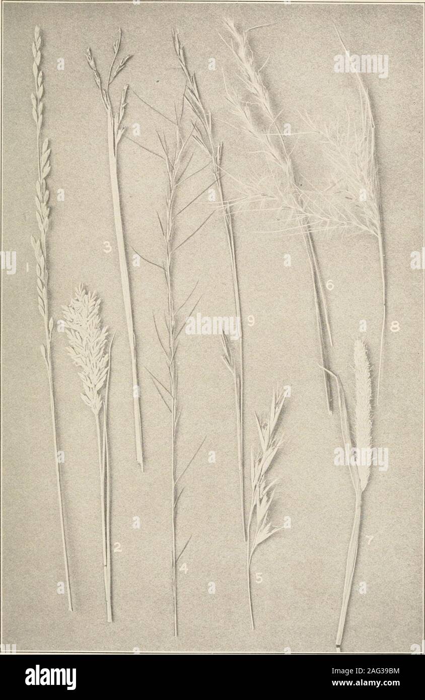 . The plants of southern New Jersey; with especial reference to the flora of the pine barrens and the geographic distribution of the species. Original Ilioto. l&lt;!at GRASSES. 1. Deschampsia flexuosa. 4. Homalocenchrus oryzoides. 2. Poa pratensis. 5. Panicum longifolium. 3. Muhlenbergia sylvatica. 6. Syntherisma filiformis. N. J. Plants. PLATE VIII.. Original IIioIm. GRASSES. 1. Amphicarpon amphicarpon. 4. Aristida gracilis. 2. DIstychlis spicata. 5. Danthonia spicata. 3. Triplasis purpurea. 6. Andropogon scoparius. Xat. size. 7. Alopecurus geniculatus. 8. Andropogon virginicus. 9. Aristida d Stock Photo