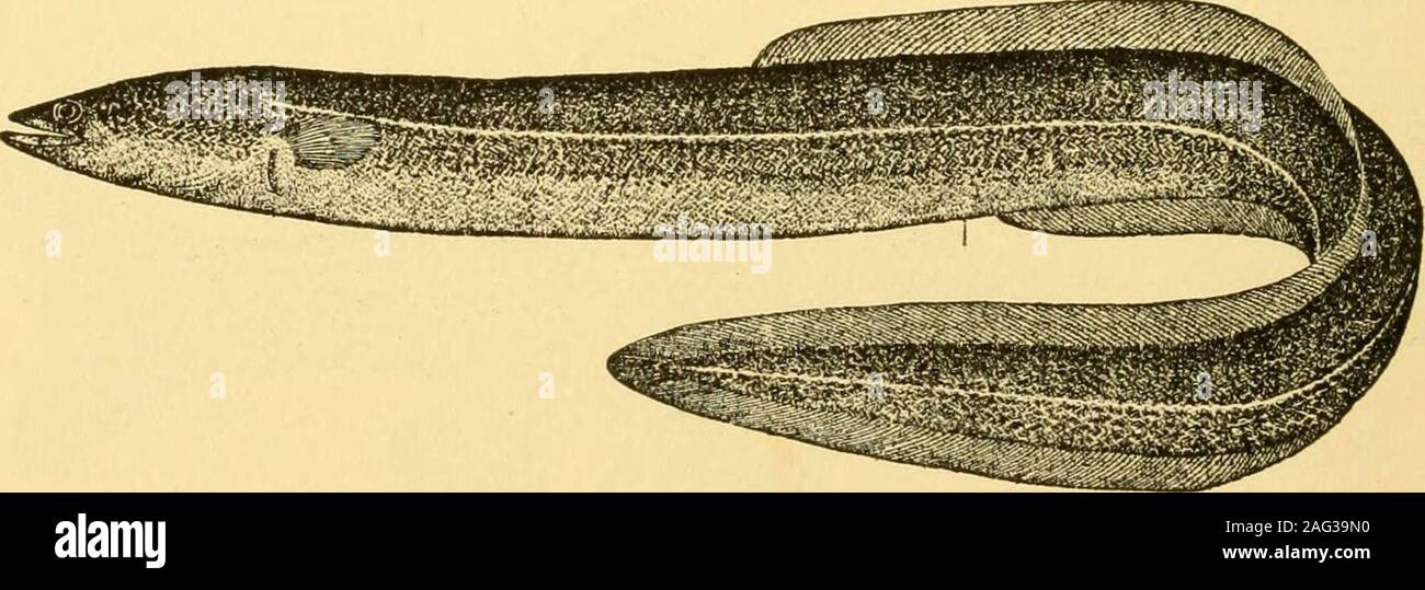 . Goldfish varieties and tropical aquarium fishes; a complete guide to aquaria and related subjects. Fig. 66. The Mullet (Young) attractive appearance. The back is green, sides are yellow and abdomenis white. May be fed on ordinary fishfood but has pronounced vegetariantendencies.. Fig. 67. The Common Eel (Young) THE EEL Small eels may be kept with a collection of wild fishes, but they lookout of place with and are dangerous to goldfishes, having the same habitas the sunfish and catfish of nibbling at the long fins. They are goodscavengers, quickly eating any dead snails or other decomposing m Stock Photo