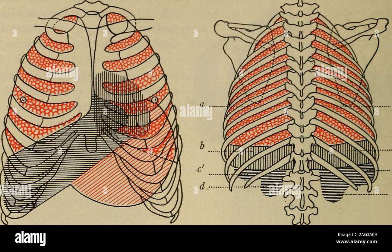. Medical diagnosis for the student and practitioner. Absolute liverdulness. Tracing theborder. Normallytympanitic. Clinical value. 28o MEDICAL DIAGNOSIS. Fig. 93.—Percussion areas, normal chest(anterior surface). Lungs—red. Liver—horizontal black lines. Relative cardiacdulness—vertical black lines. Absolutecardiac dulness—cross-hatching. Stomachtympany—oblique red lines. This repre-sents the incomplete cardiac area obtain-able by flat-finger percussion in the normalheart. The more modern methods closelyapproximate the x-ray outline and shouldbe used^exclusively. Fig. 94.—Percussion areas (nor Stock Photo
