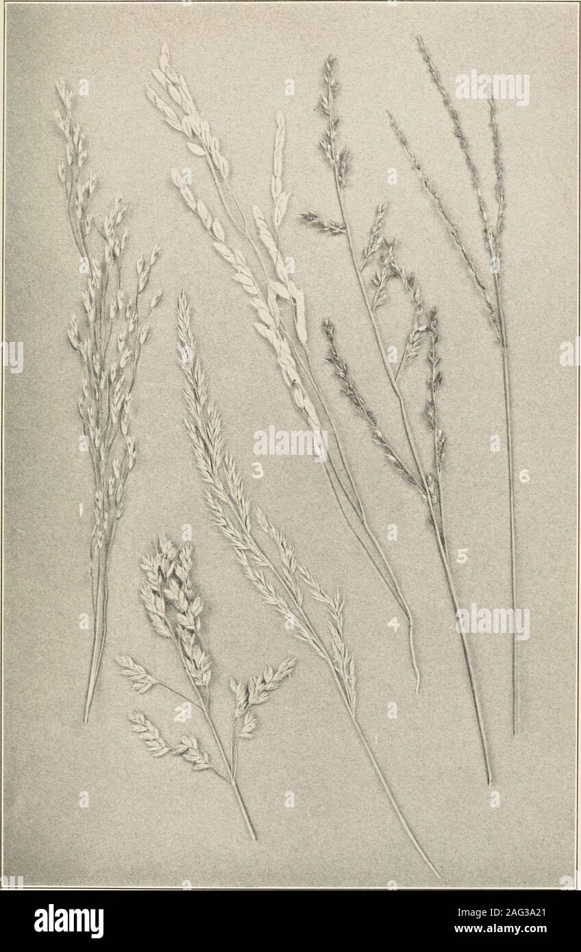 . The plants of southern New Jersey; with especial reference to the flora of the pine barrens and the geographic distribution of the species. Original Photo. 1. Tripsacum dactyloides. 2. Coelorachis rugosa. Nat. size.GRASSES. 3. Stipa avenacea. 4. Andropogon corymbosus abbreviatus. N. J. Plants. PLATE VII.. Original Ilioto. l&lt;!at GRASSES. 1. Deschampsia flexuosa. 4. Homalocenchrus oryzoides. 2. Poa pratensis. 5. Panicum longifolium. 3. Muhlenbergia sylvatica. 6. Syntherisma filiformis. N. J. Plants. PLATE VIII. Stock Photo