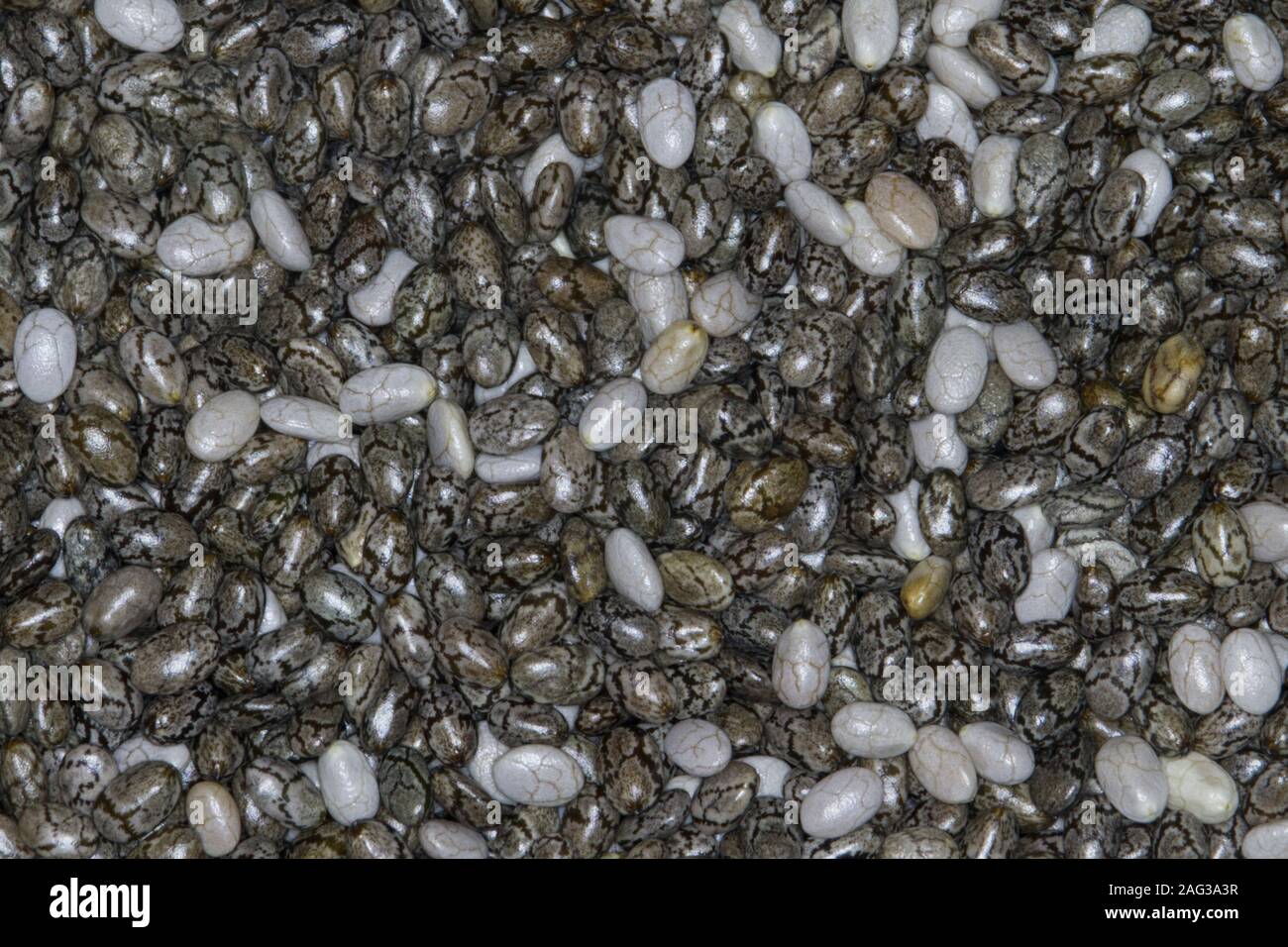 Chia seeds pattern hi-res stock photography and images - Alamy