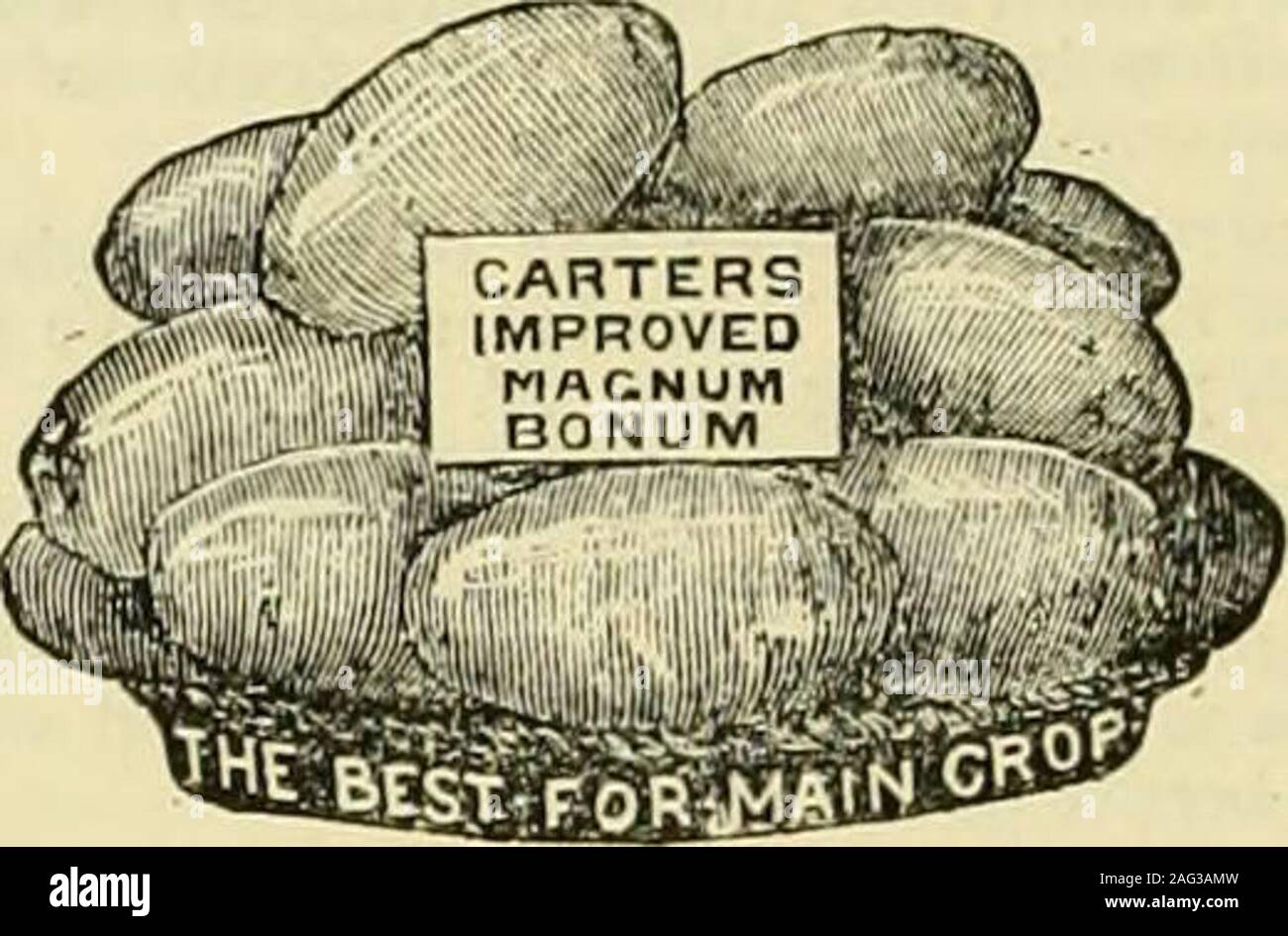 . The Gardeners' chronicle : a weekly illustrated journal of horticulture and allied subjects. ^0^ POTATOS FOR PLANTING.. IMPORTANT CAUTION This variety was selected from the old MAGNUM EONUMpurchased in 1877 by Messrs. Carter direct from the raiser,Mr. Clarke. Messrs. Carter find it necessary to issue thiscaution, as it has come to their knowledge that Potatos havebeen sold as CARTERSIMPROVED IMAGNUM BONUM,but which were a spurious and very inferior kind. EarlyOrders recommended. Price, per Sack, 33s.; per Bushel, 12s.Much cheaper per Ton and Half Ton. Stock Photo
