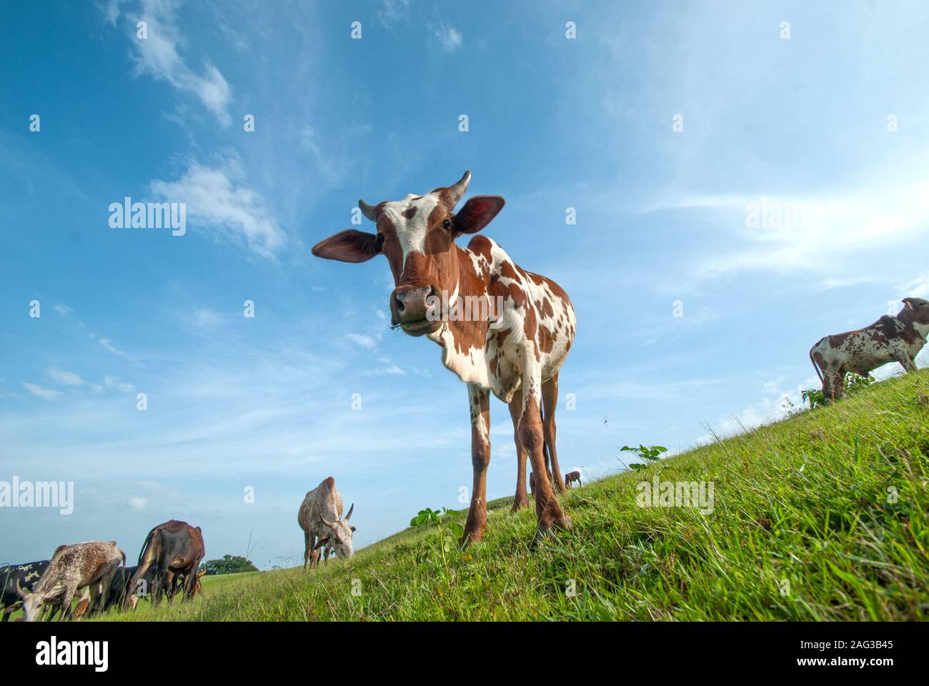 Cows grazing on lush grass field Stock Photo - Alamy