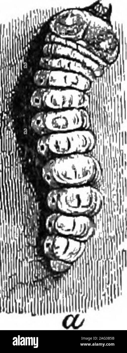 . [Scientific lectures]. CODLING MOTH—CARPOCAPSA POMONELLA. —Linn. a, apple eaten by larva; b, spot where egg is laid andthe young worm enters ; c, cavity made by larva; d, chrys-alis ; e, larva full grown; f, moth with wings folded ; g,moth with wings expanded ; h, head and first joint oi larva(enlarged); i, cocoon. See page 24.. Stock Photo