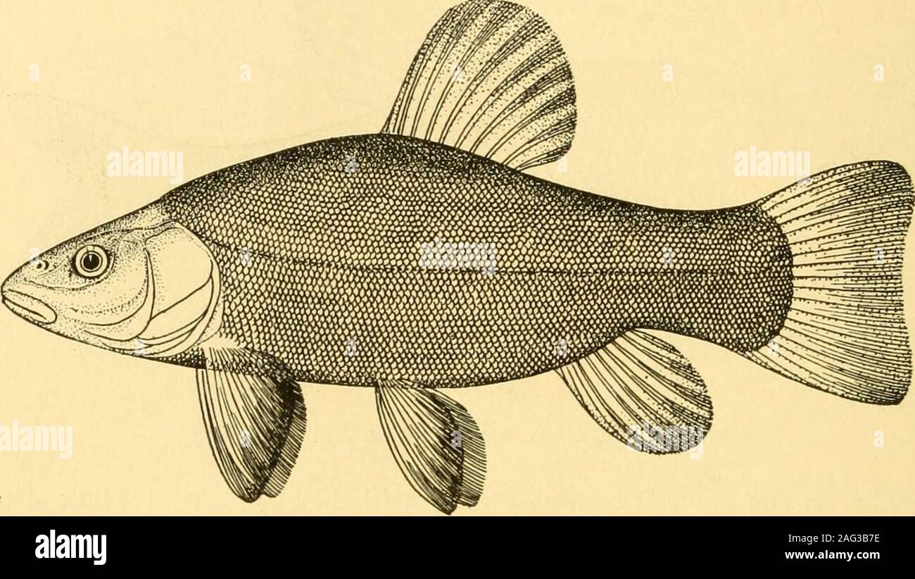. Goldfish varieties and tropical aquarium fishes; a complete guide to aquaria and related subjects. Fig. 61. Stone Catfish but should not be kept with goldfishes, as they are likely to nibble at theirlong fins, Catfishes like animal food best, but will take boiled cereals. GOLDFISH VAKIETIES AND THE GOLDEN TENCH Tinea aureus. As a showy fish of golden orange hue the Golden Tench is con-sidered second only to the goldfish itself. Covered with exceedingly finescales and dotted with black it presents by reflected light an irridescent. Fig. 62. The Tench (Young) effect, comparable to that of an o Stock Photo