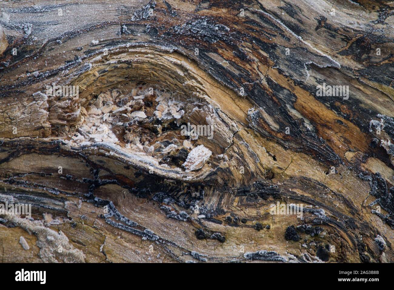 abstract texture of frozen lumber Stock Photo Alamy