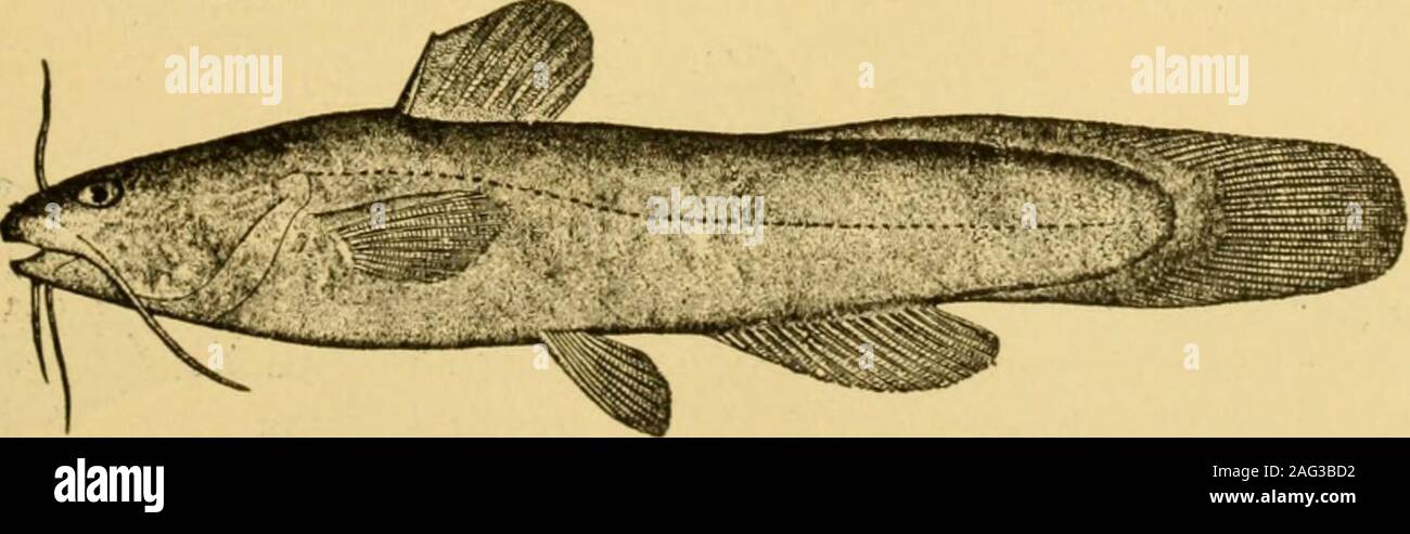 . Goldfish varieties and tropical aquarium fishes; a complete guide to aquaria and related subjects. Fig. 60. The Golden Orfe or Ide (Young) The color on the back is orange dotted with black, shading to lighter onthe sides and white on the abdomen. The extreme length is two feet,requiring probably ten years of growth under favorable circumstances.The young are suitable for aquarium keeping, but the top must bescreened to prevent their leaping out. They do best in spring or runningwater and have been successfully bred in the Government fish ponds atWashington. THE CATFISH Any of the forms of Ca Stock Photo