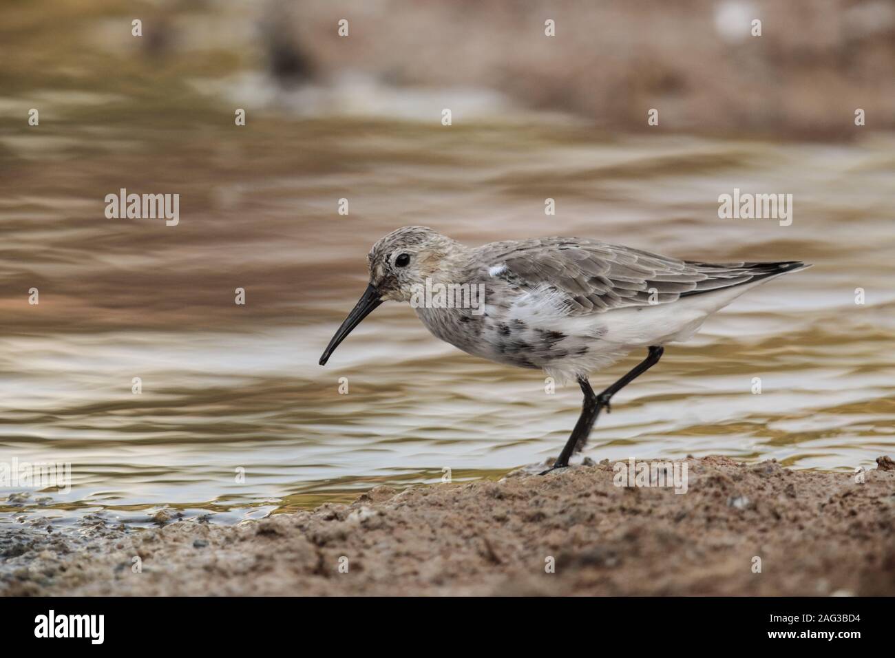Dunling Adult Winter Plumage Dunlin Walking High Resolution Stock Photography ...