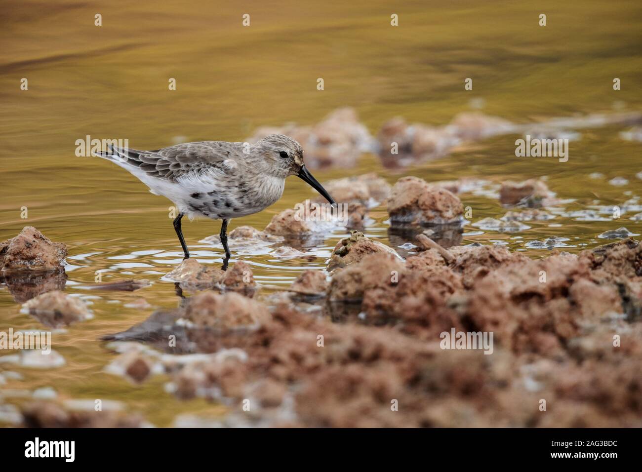 Dunling Adult winter plumage dunlin walking hi-res stock photography and images ...