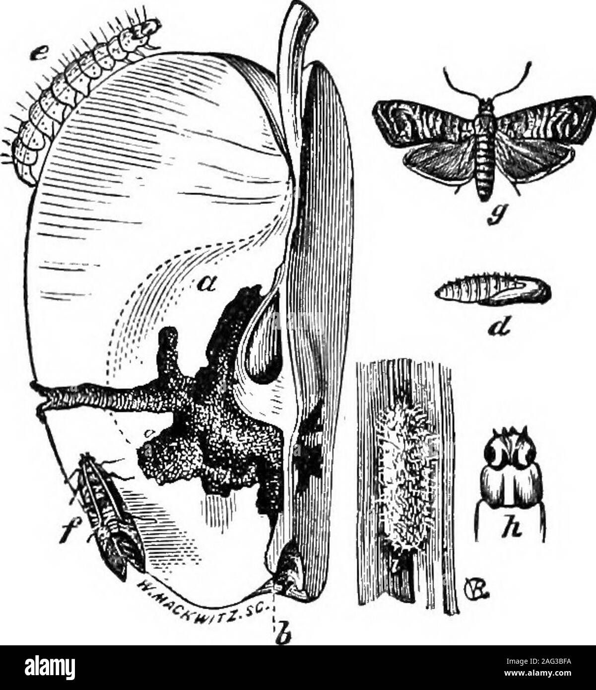 . [Scientific lectures]. CABBAGE WORM—PIERIS RAP^.Fig. 5. Butterfly of the cabbage worm, male. Fig. 6.Female. The female is distinguished from the male byhaving two round spots, rarely three, on the wings. Thebody of this butterfly is black above, with white wings,a, cabbage worm ; b, chrysalis. See page 23.. CODLING MOTH—CARPOCAPSA POMONELLA. —Linn. a, apple eaten by larva; b, spot where egg is laid andthe young worm enters ; c, cavity made by larva; d, chrys-alis ; e, larva full grown; f, moth with wings folded ; g,moth with wings expanded ; h, head and first joint oi larva(enlarged); i, coc Stock Photo