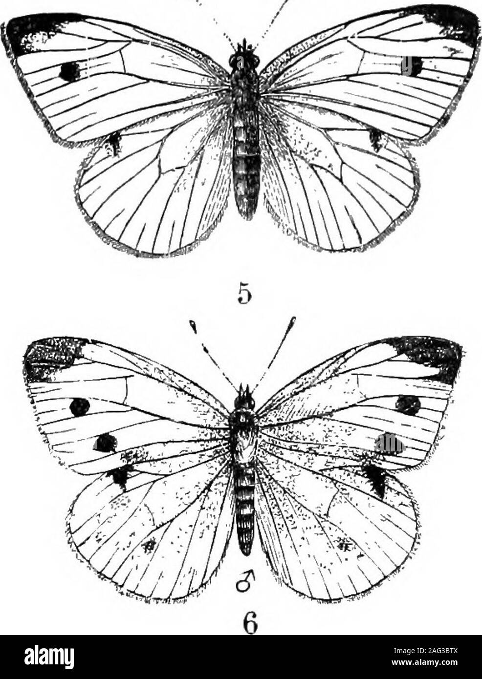 . [Scientific lectures]. CABBAGE WORM—PIERIS RAP^.Fig. 5. Butterfly of the cabbage worm, male. Fig. 6.Female. The female is distinguished from the male byhaving two round spots, rarely three, on the wings. Thebody of this butterfly is black above, with white wings,a, cabbage worm ; b, chrysalis. See page 23. Stock Photo